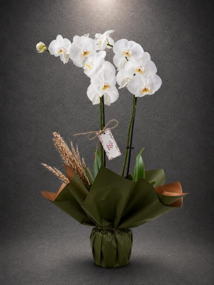 Beyaz Çift Dal Orkide Aranjmanı | Point Flowers | Buca Çiçekçi | SLN0011