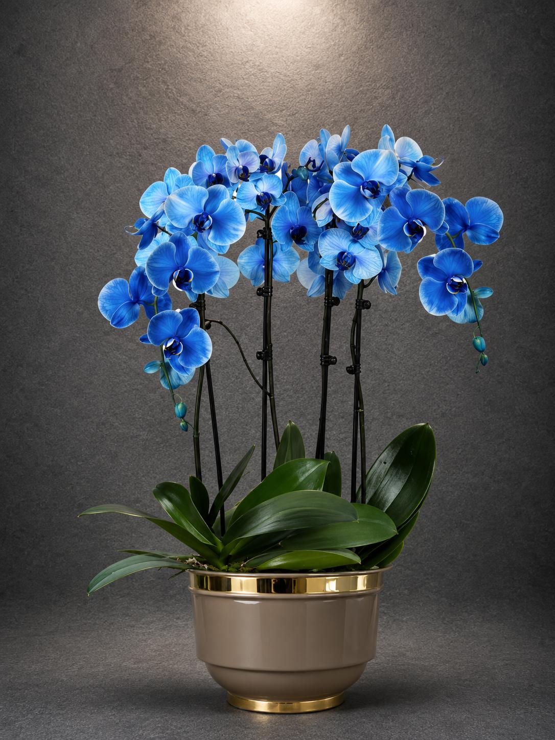 Premium Mavi Orkide Aranjmanı | SLN0013 Premium Mavi Orkide Aranjmanı, altın detaylı seramik saksıda hazırlanan mavi Phalaenopsis orkidesi canlı bitki tasarımı | Point Flowers Buca Çiçekçi