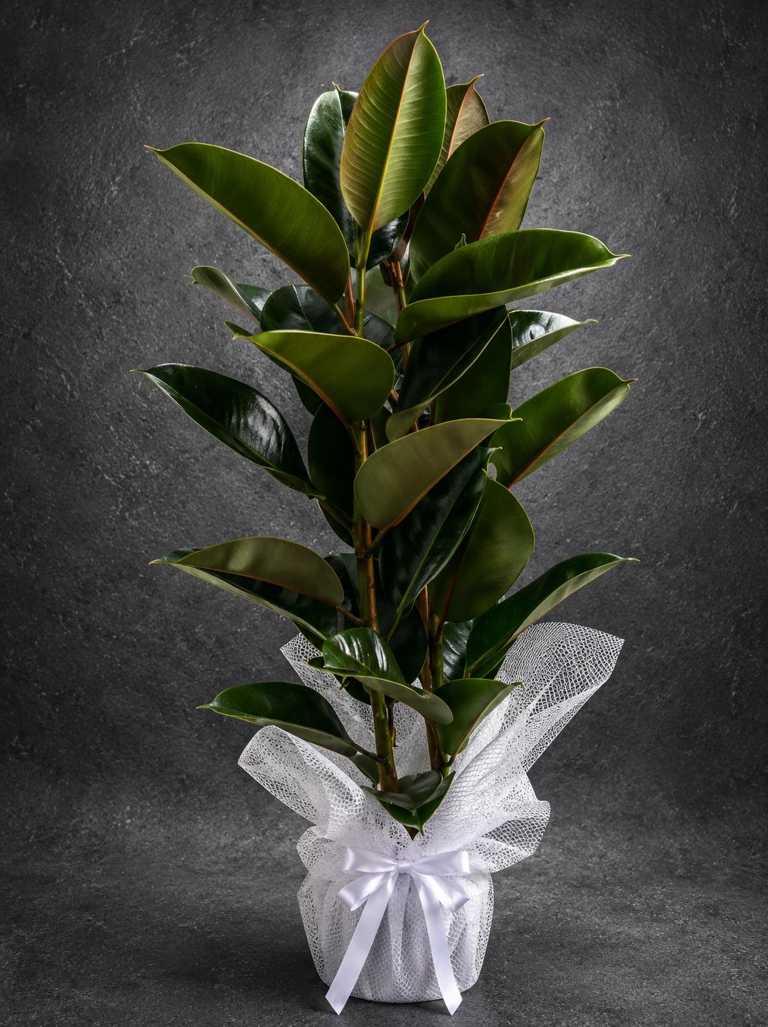 Buca Çiçekçi I İzmir Çiçekçi SLN0032 Premium Kauçuk Bitkisi (Ficus Elastica), beyaz dekoratif ambalaj içerisinde hazırlanan uzun ömürlü salon bitkisi | Point Flowers Buca Çiçekçi