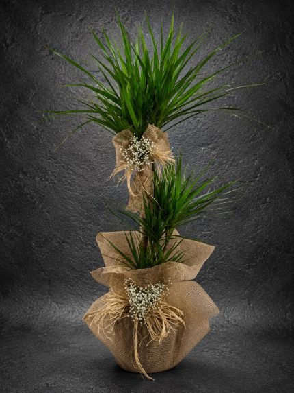 Premium 3'lü Dracaena Marginata (Ejder Ağacı), doğal jüt ambalajlı dekoratif salon bitkisi | Point Flowers Buca Çiçekçi