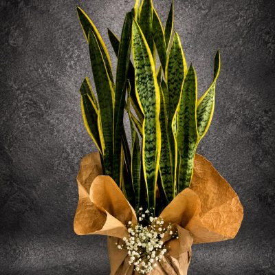 Premium Paşa Kılıcı | Point Flowers | Buca Çiçekçi | SLN0043