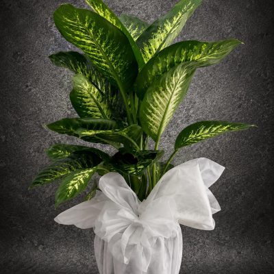 Premium Difenbahya (Dieffenbachia) desenli yapraklı dekoratif salon bitkisi | Point Flowers Buca Çiçekçi